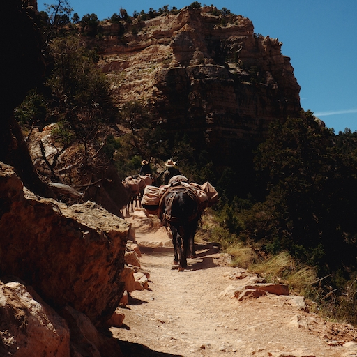 Two men with cowboy hats riding mules on a Grand Canyon trail.